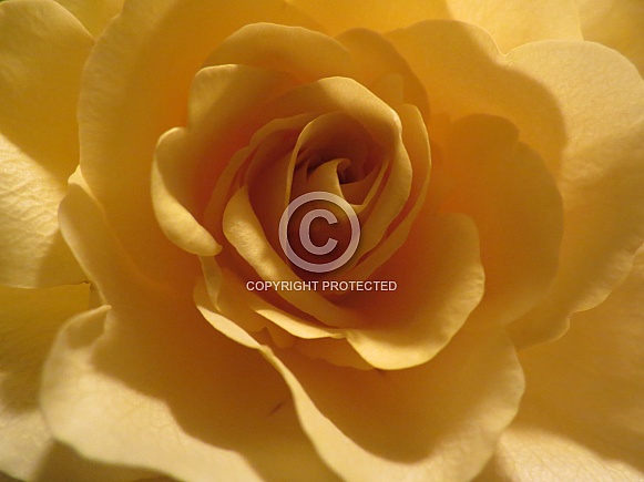 Yellow Rose Yellow Rose