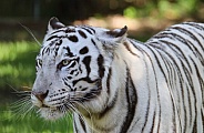 White Tiger