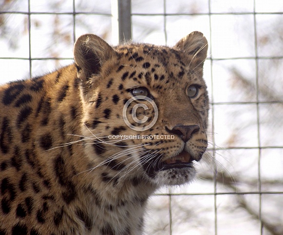Leopard