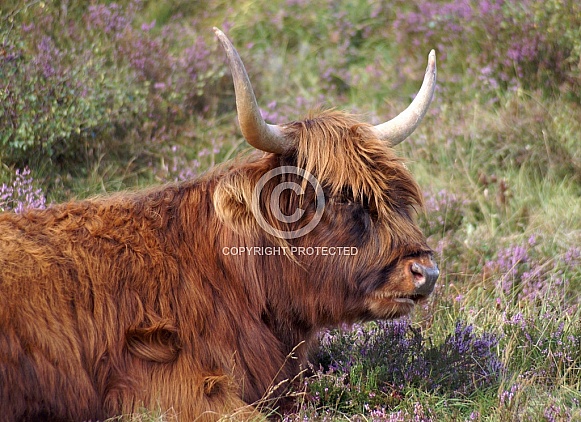 Highland Cow