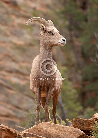 Desert big horned sheep, Ovis canadensis nelsoni