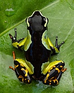 Baron's Mantella