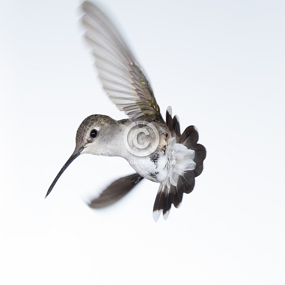 Black chinned hummingbird, Archilochus alexandri Black chinned hummingbird, Archilochus alexandri