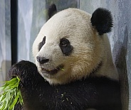 Giant Panda