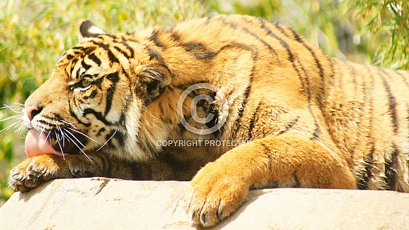 Sumatran tiger