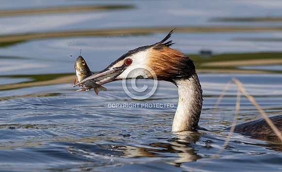 Great Crested Grebe
