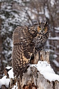 Long-Eared Owl