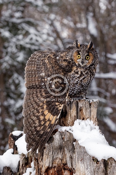 Long-Eared Owl