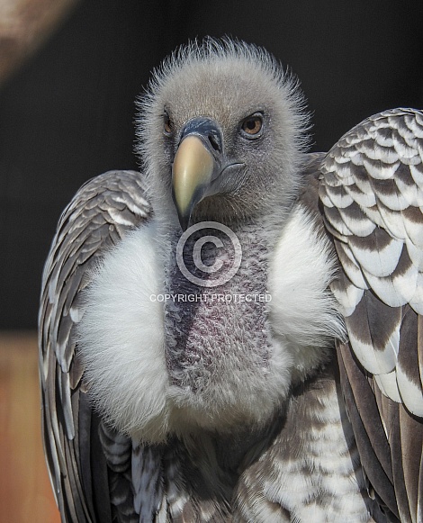 Ruppells Griffon Vulture