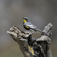 Audubon Yellow-rumped Warbler Male in Breeding Color