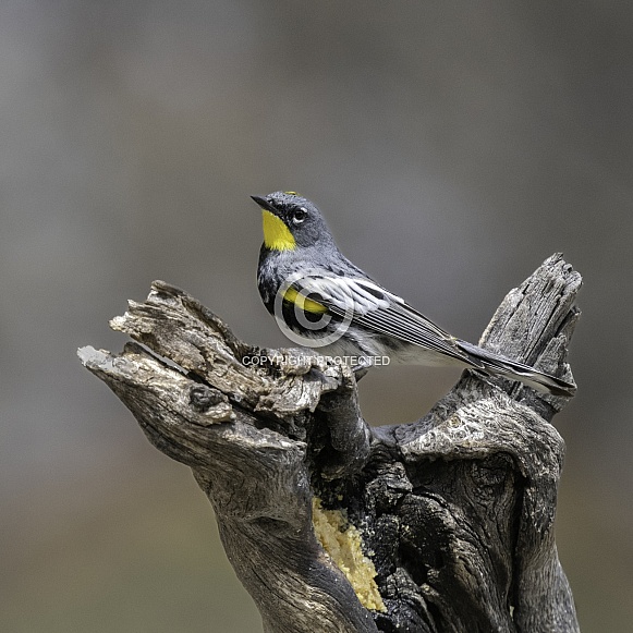 Audubon Yellow-rumped Warbler Male in Breeding Color