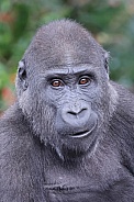 Western Lowland Gorilla (Gorilla Gorilla Gorilla)