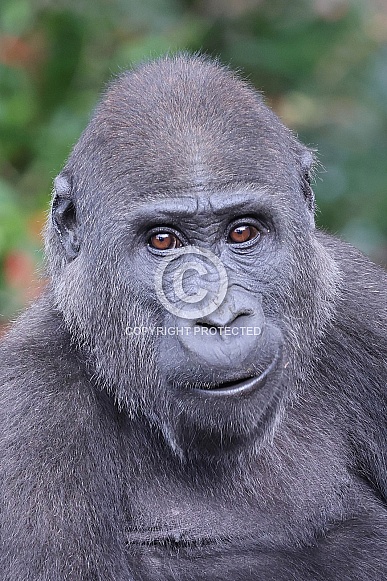 Western Lowland Gorilla (Gorilla Gorilla Gorilla)