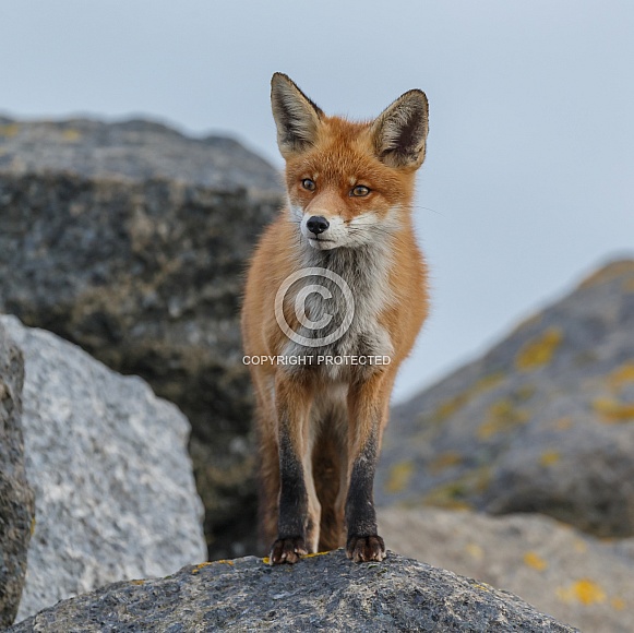 Red fox and cubs Red fox and cubs
