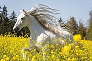 Andalusian Horse--Free in Yellow Field