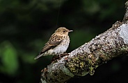 Spotted Flycatcher