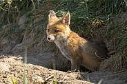 Red fox cub/cubs in nature