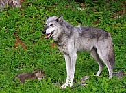 Tundra Wolf and pup