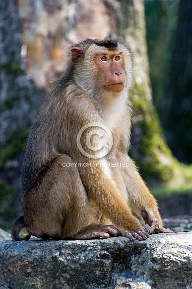 Southern pig-tailed macaque (Macaca nemestrina)