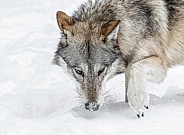Coyote
