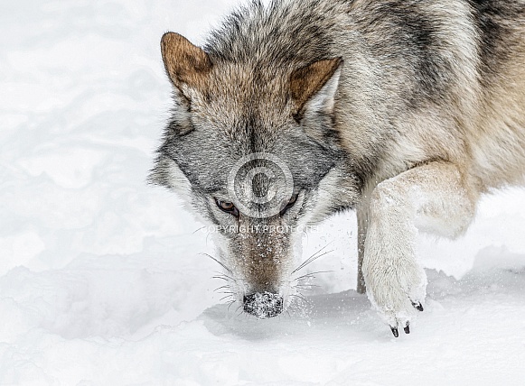 Coyote