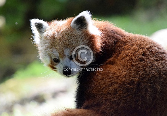 Red Panda Red Panda