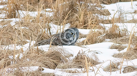 Great Grey Owl (Strix nebulosa)