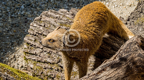 Yellow Mongoose Yellow Mongoose
