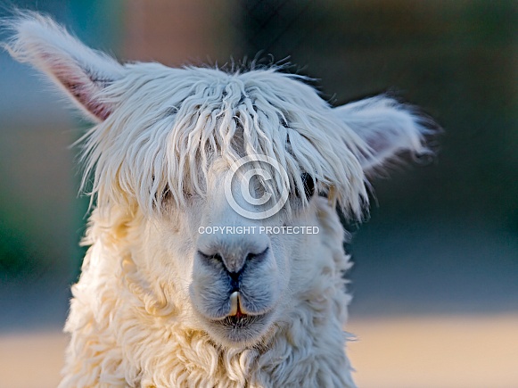 White Llama
