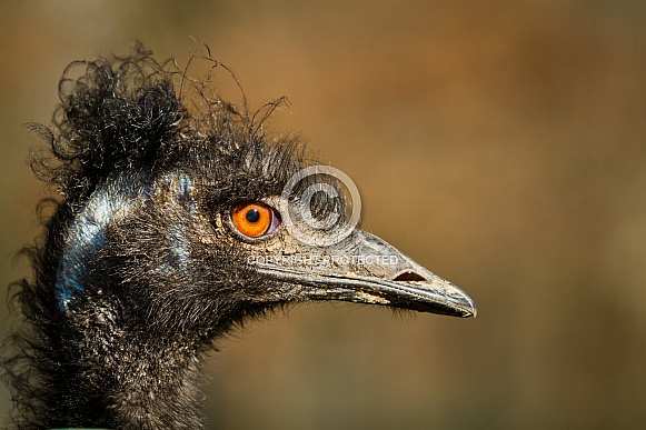 Emu Emu