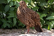 Female Pheasant Full Body