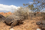 Mojave Desert Tortoise, Gopherus agassizii