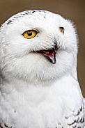 Snowy Owl--All Smiles