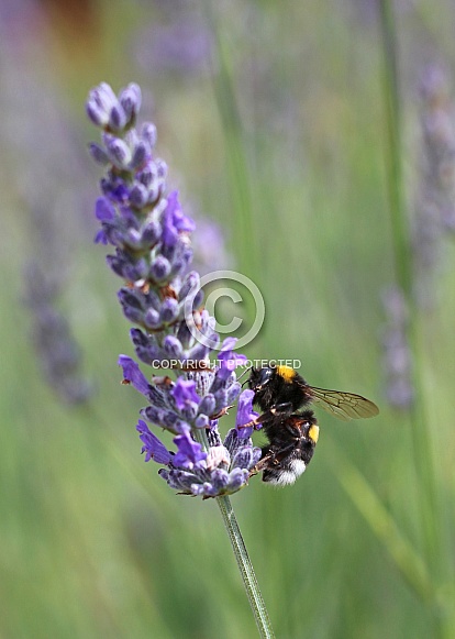 Bumblee On Lavender