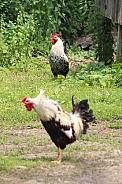 Roosters/Crowing