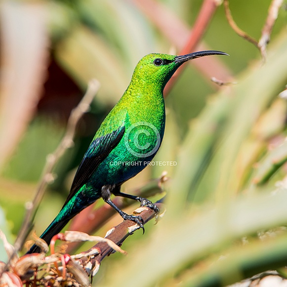 Malachite Sunbird Malachite Sunbird