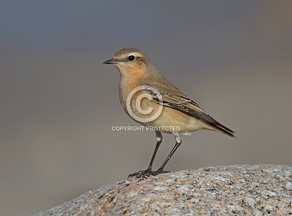 Wheatear Wheatear