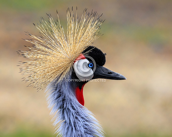 Grey Crowned Crane