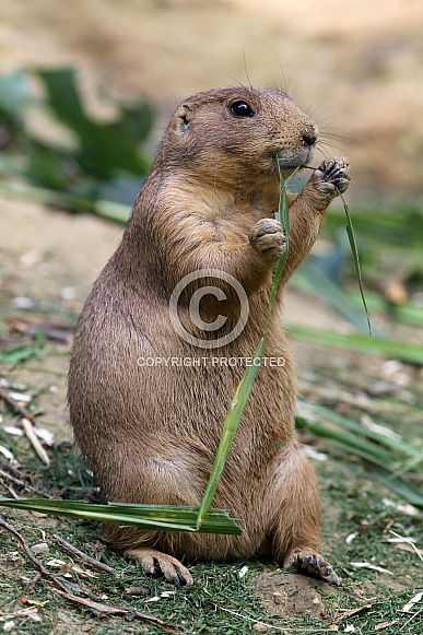 Black-tailed prairie dog (Cynomys ludovicianus) Black-tailed prairie dog (Cynomys ludovicianus)