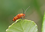 Red headed Cardinal Beetle