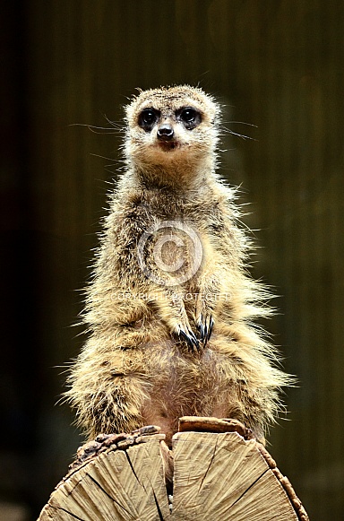 Meerkat Meerkat