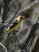 A Colorful Western Tanager in Arizona