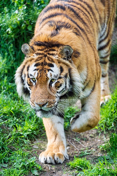 Amur Tiger