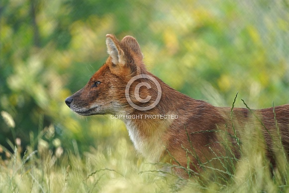 Chinese Dhole Chinese Dhole
