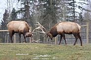 Roosevelt Elk