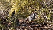 Gambel's quail, Callipepla gambelii