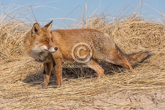 Red Fox