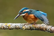 Juvenile Kingfisher