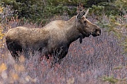 Cow Moose in Denali National Park, Alaska
