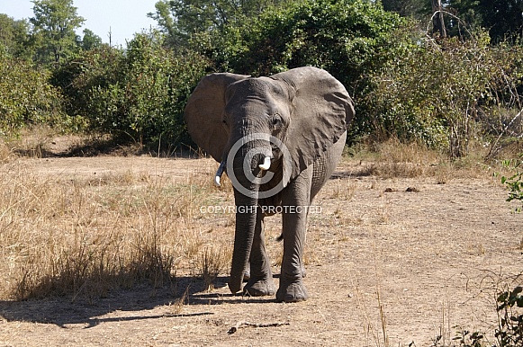 African Elephant